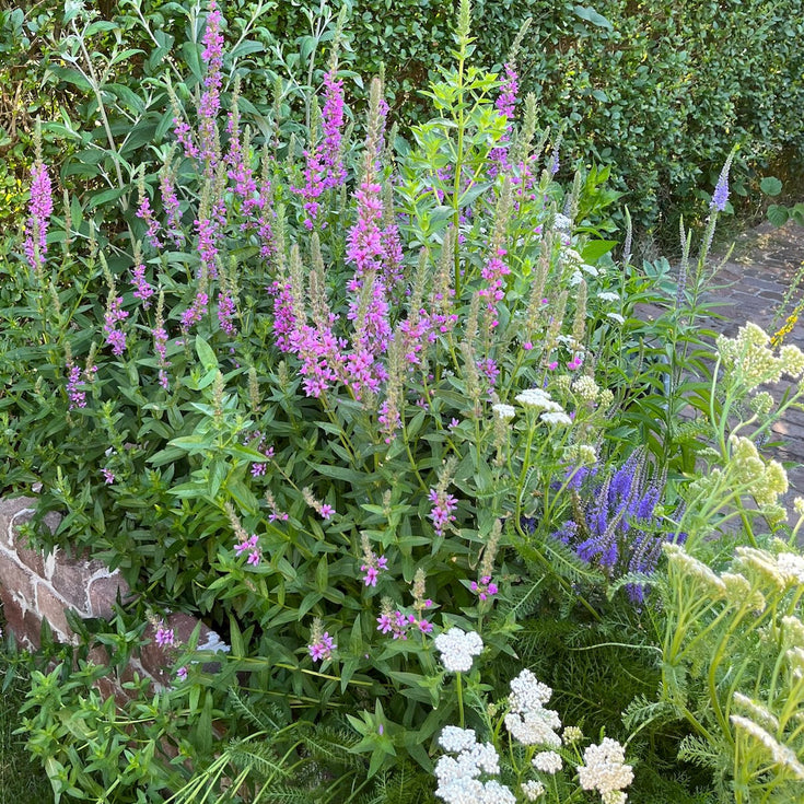 Tuinplanten combineren, hoe doe je dat?