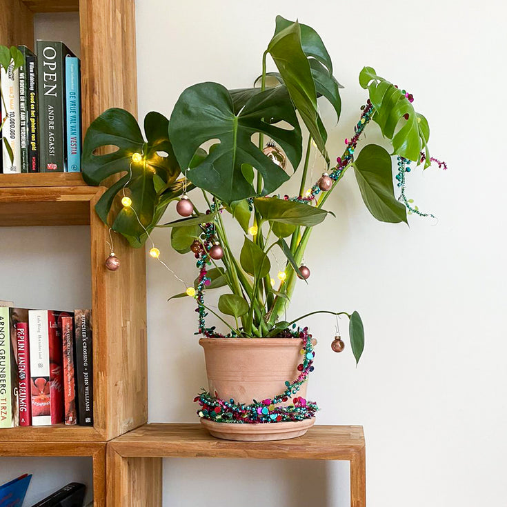 Zo maak je van je kamerplant een kerstplant