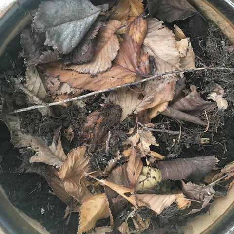 Bollen in potten: zo help je ze de winter door