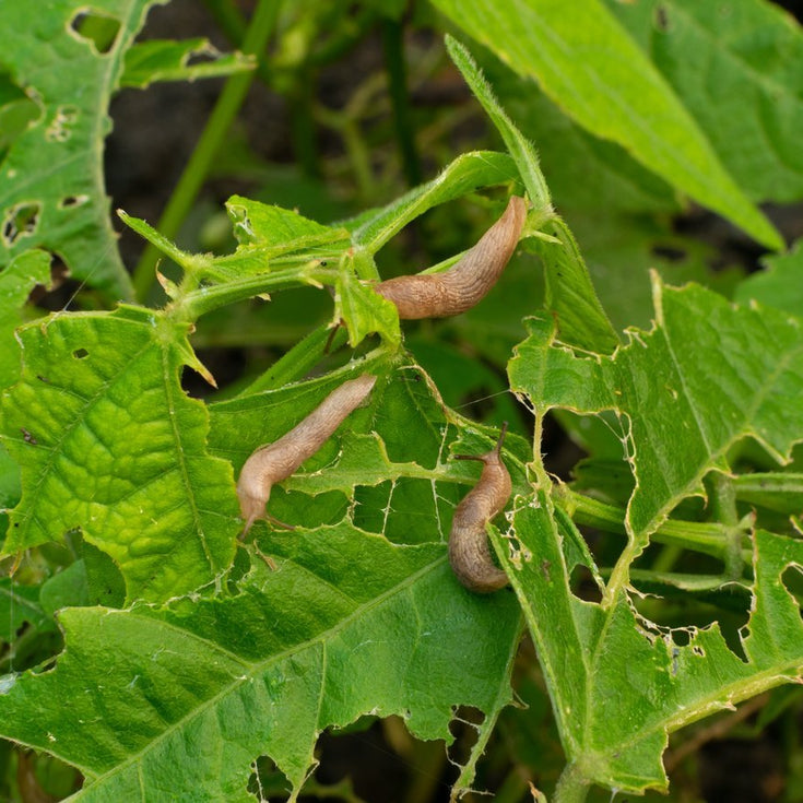 Slakken in je tuin, wat doe je er tegen?
