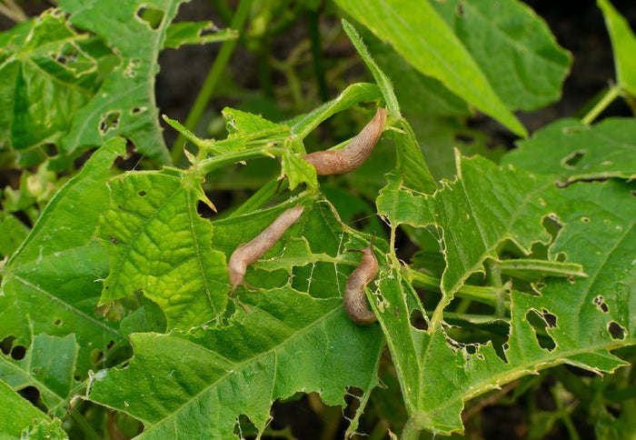 Slakken in je tuin, wat doe je er tegen?