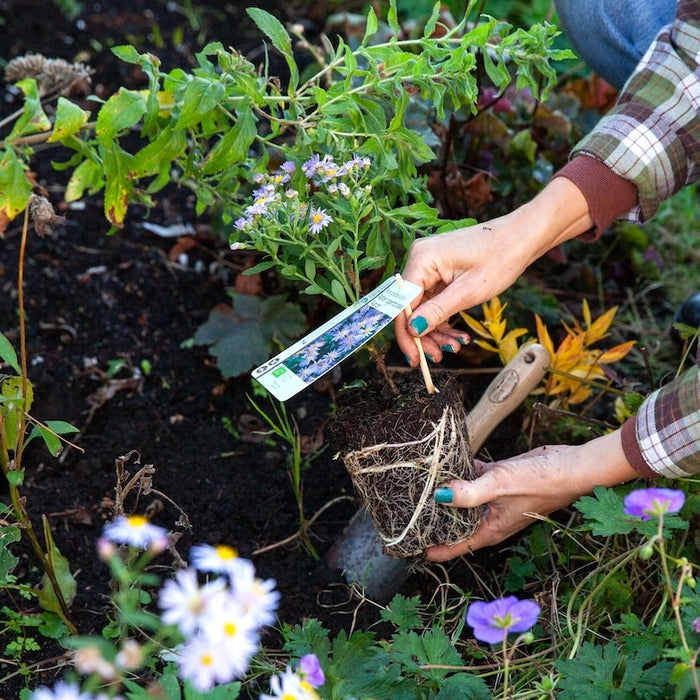 Aanplanten in het najaar? Zo zorg je ervoor dat je planten niet verzuipen