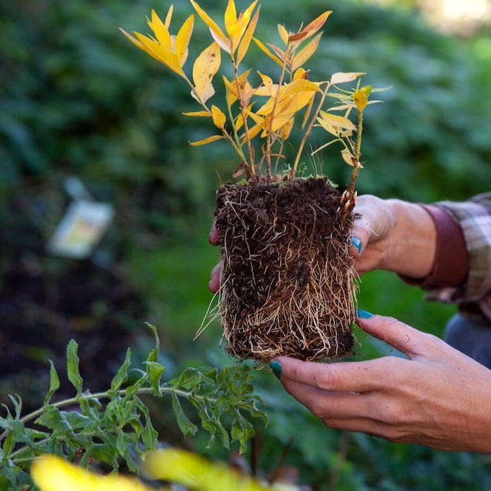 Tuintips voor oktober