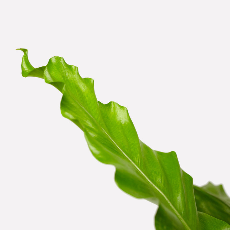 Verzorging Nestvaren