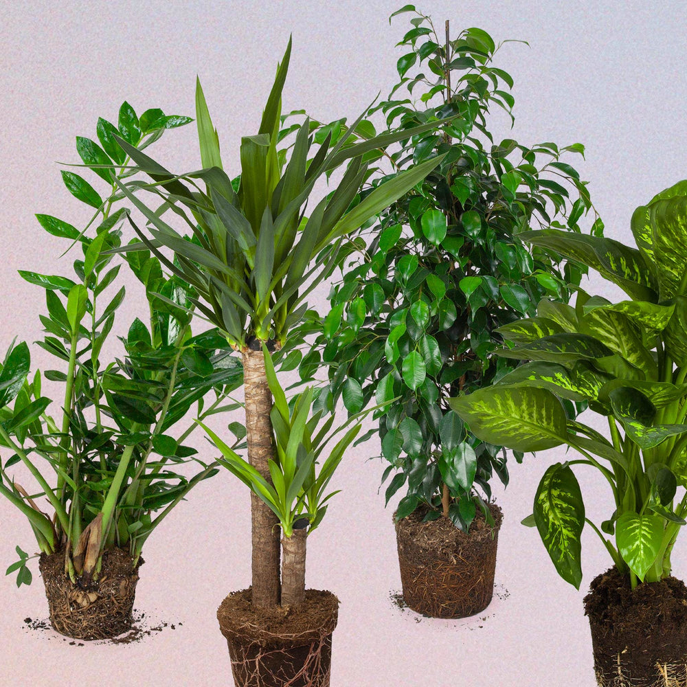 Ontmoet onze nieuwste grote kamerplanten