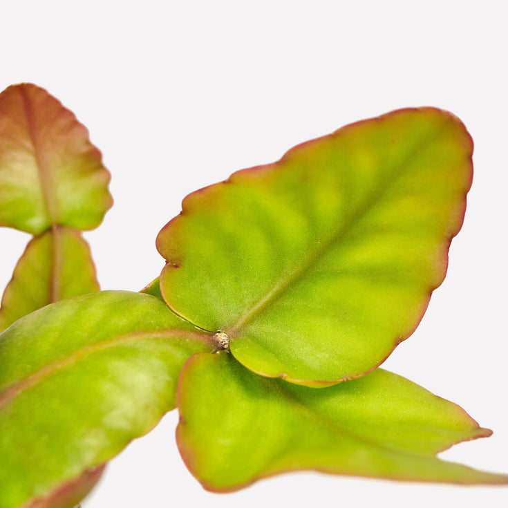 Verzorging Oma's Rhipsalis