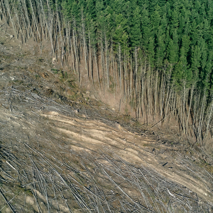 Biodiversiteit: wat is het en waarom is het zo belangrijk?