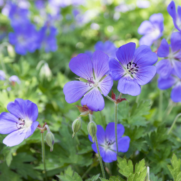 Verzorging Ooievaarsbek