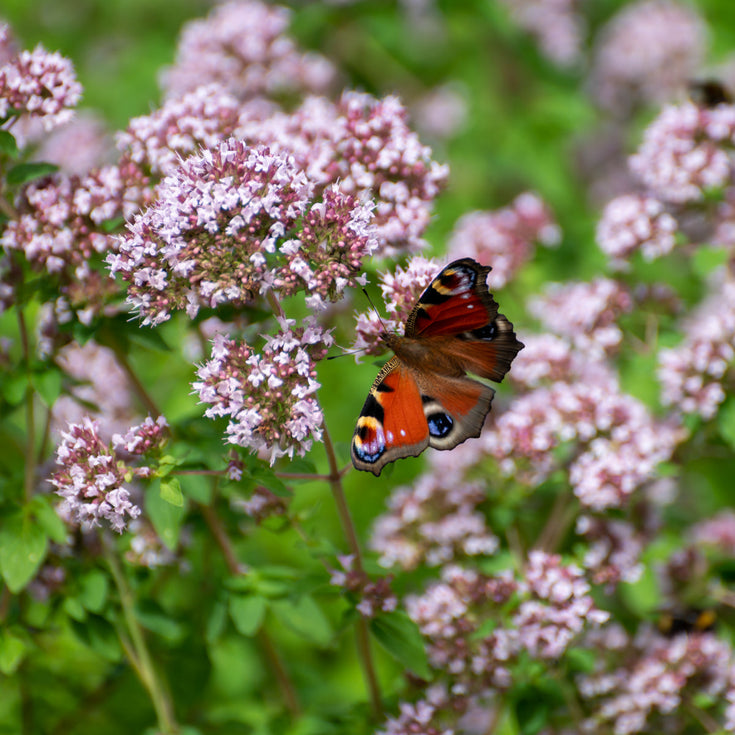 Algemene Voorwaarden Thuiswinkel