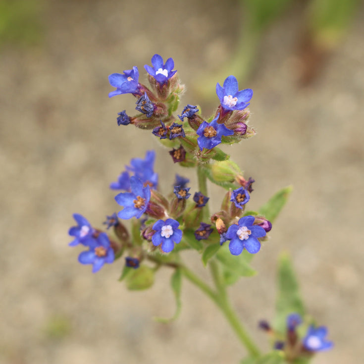 Verzorging Ossentong