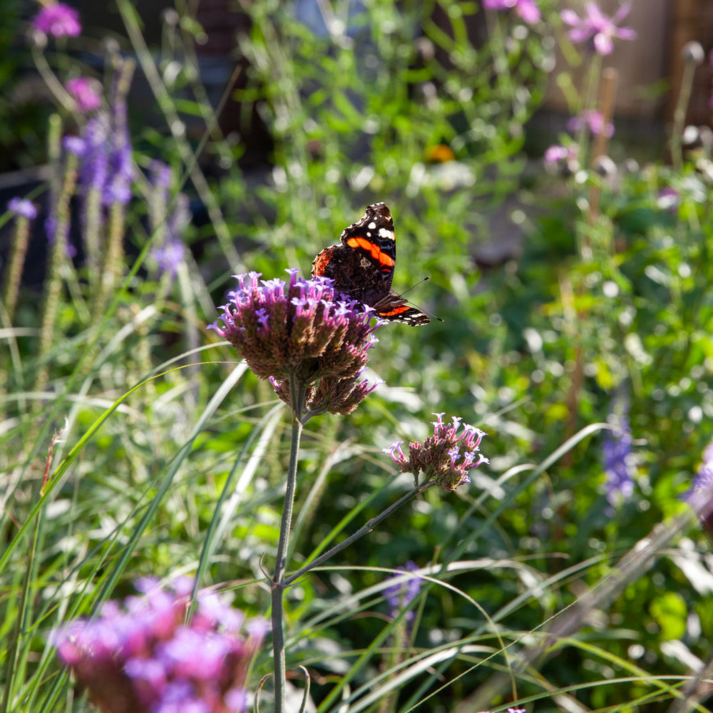 Ook in 2024 dodelijk gif op gangbare tuinplanten