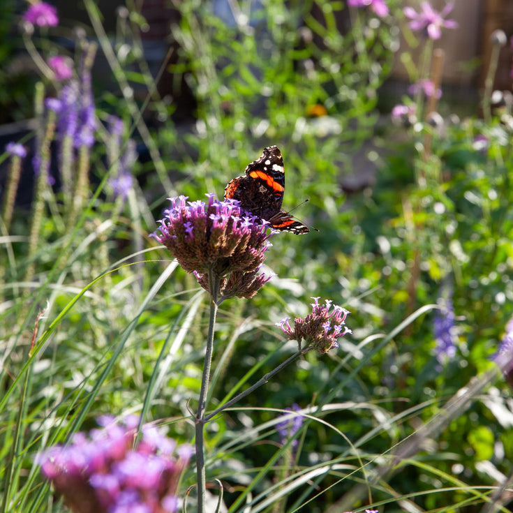 Ook in 2024 dodelijk gif op gangbare tuinplanten