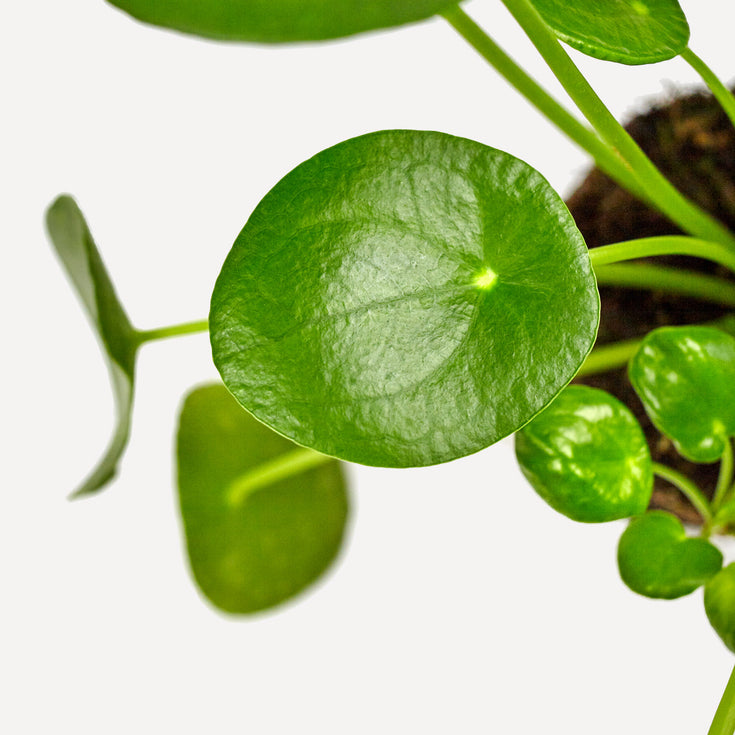 Verzorging Pannenkoekplant