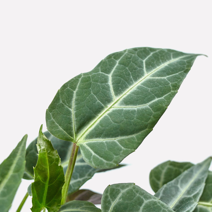 Verzorging Amazon Jungle Vine