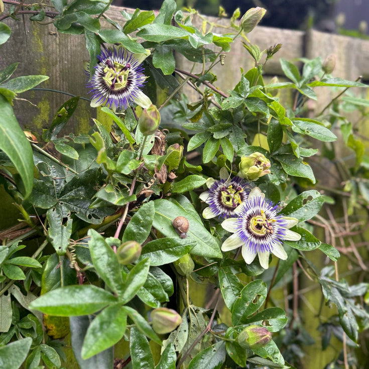 Verzorging Passiebloem