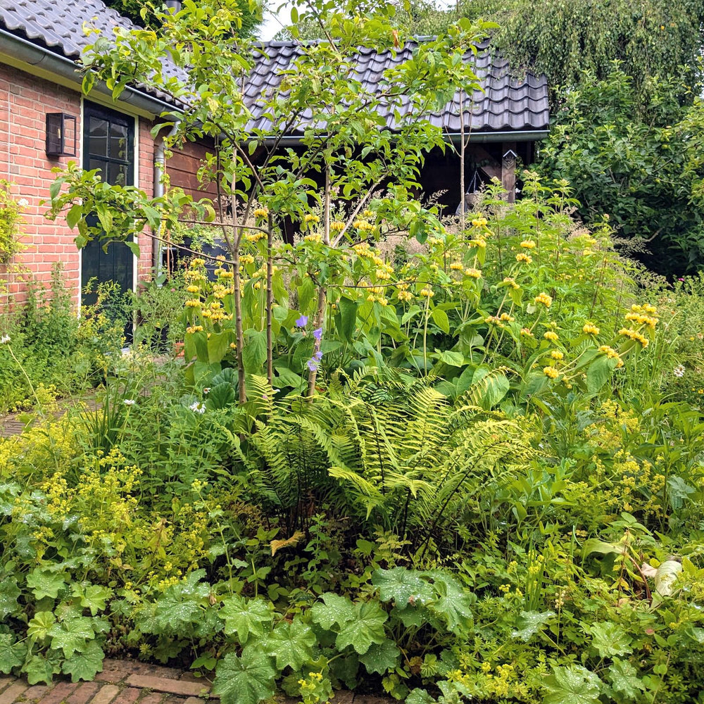 De tuin van Paulien! Een groen paradijs voor mens en dier