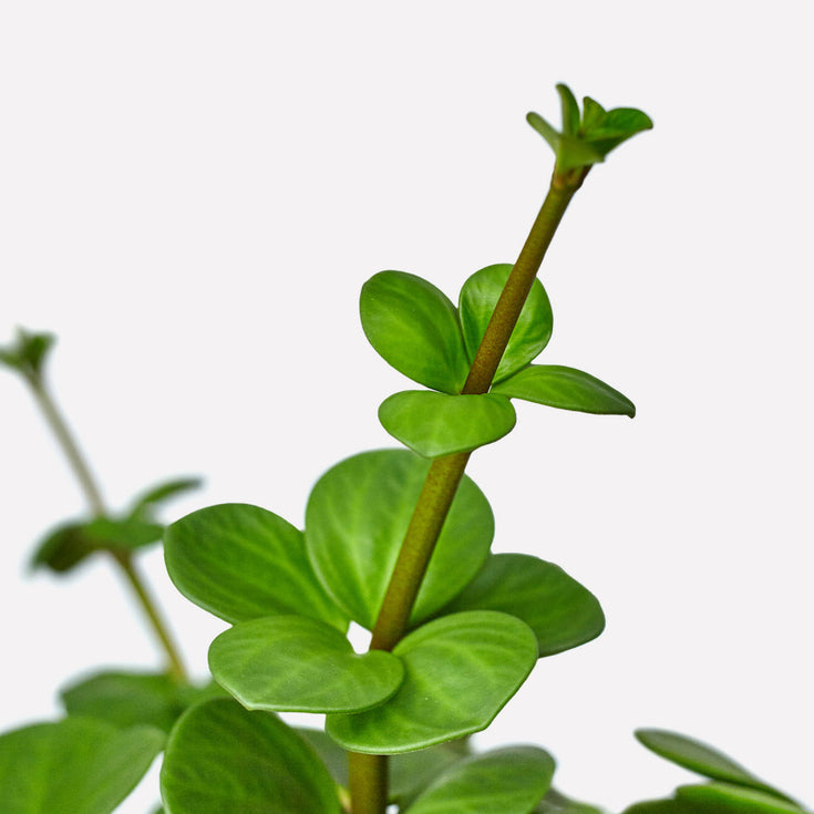 Verzorging Peperomia