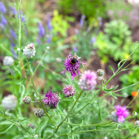 In 2025 weer schadelijke pesticiden op ‘insectvriendelijke’ tuinplanten