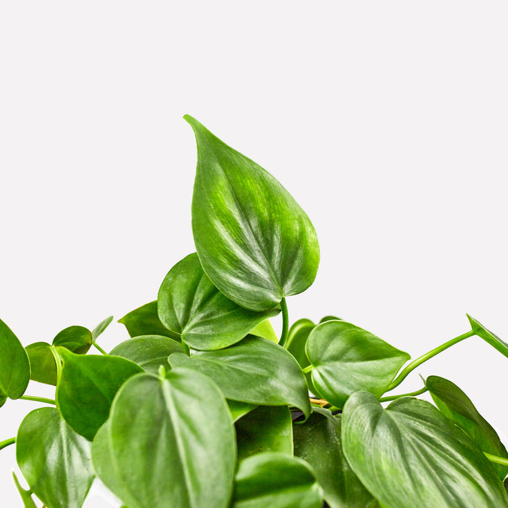 Verzorging Philodendron