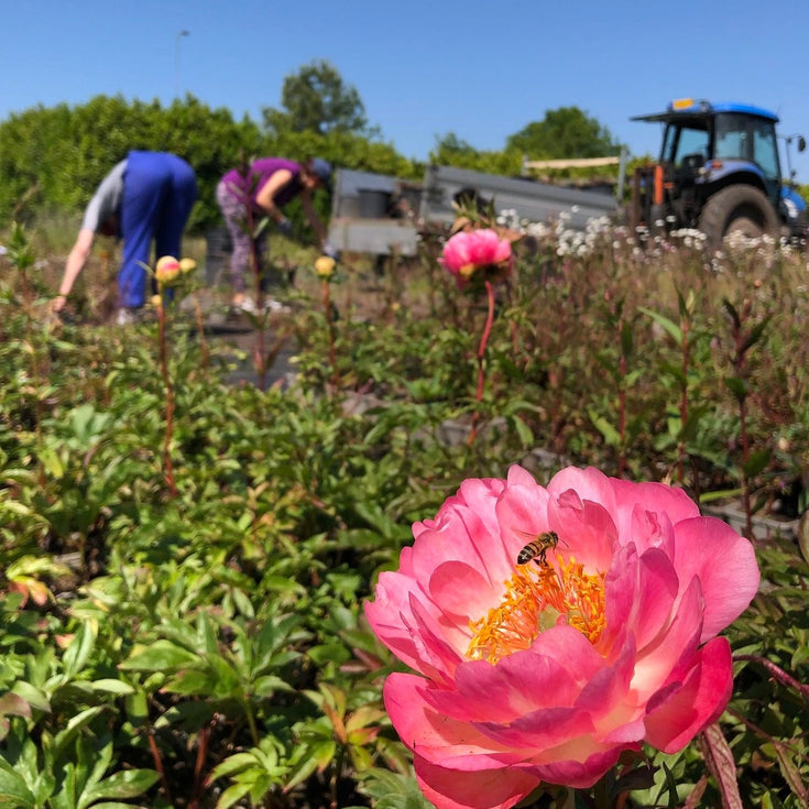 Tuinier voor de toekomst: tuinier voor een gifvrije sierteelt