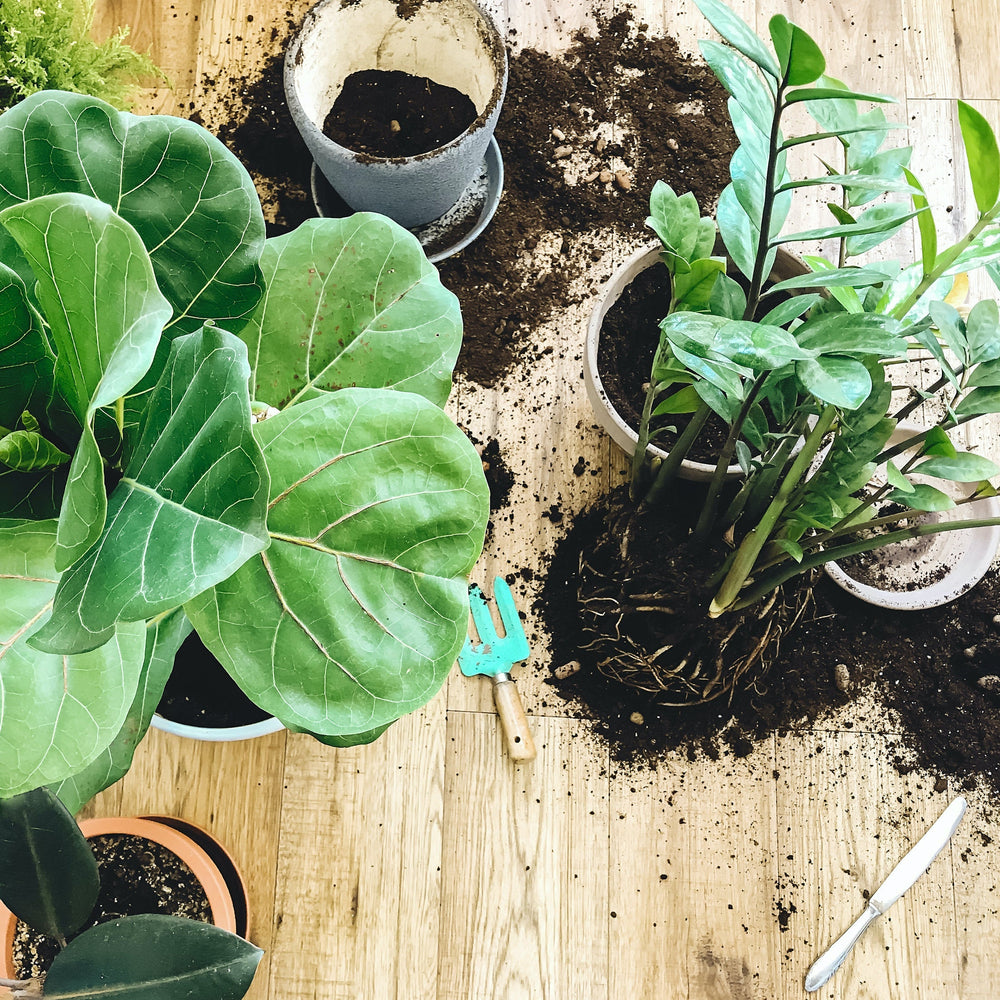 Hoe verpot je een kamerplant?