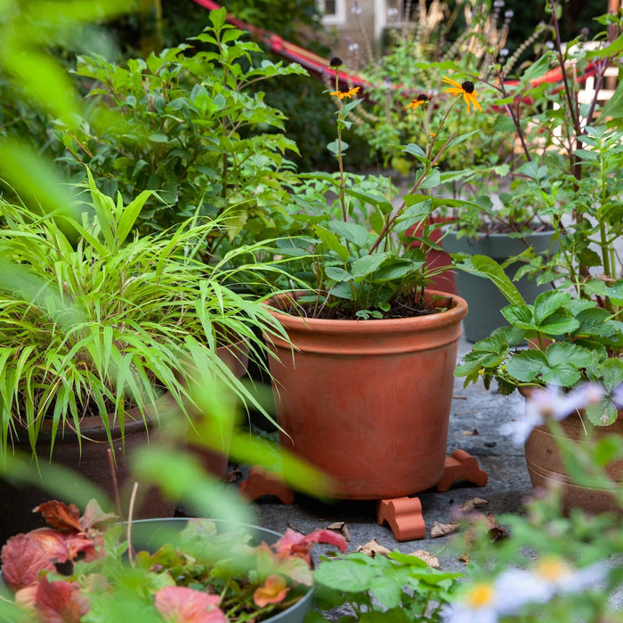 Hoe help je je planten in pot de winter door?