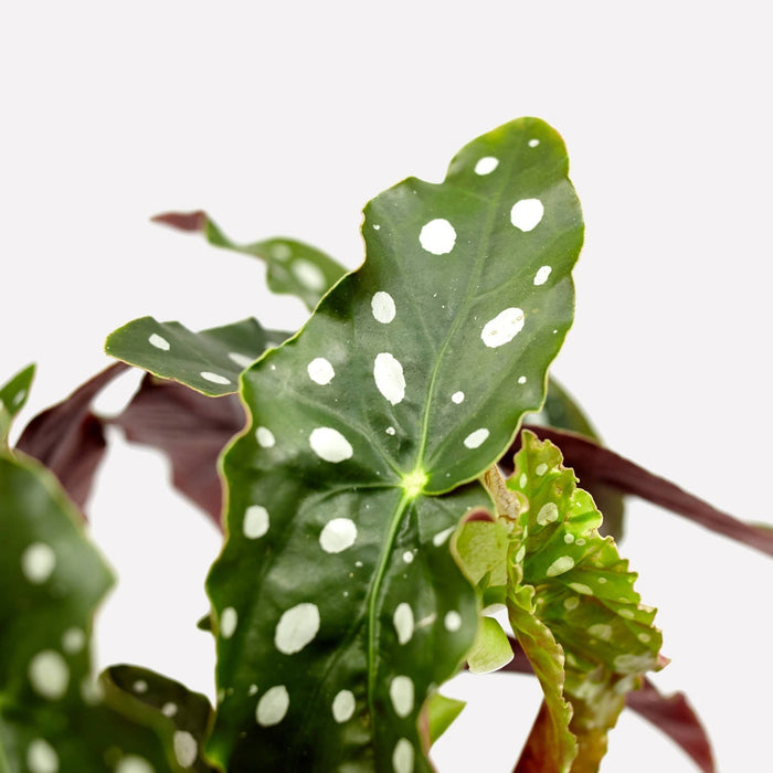 Verzorging Polkadot Begonia