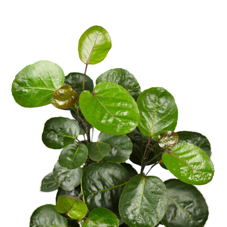 Verzorging Polyscias Scutellaria