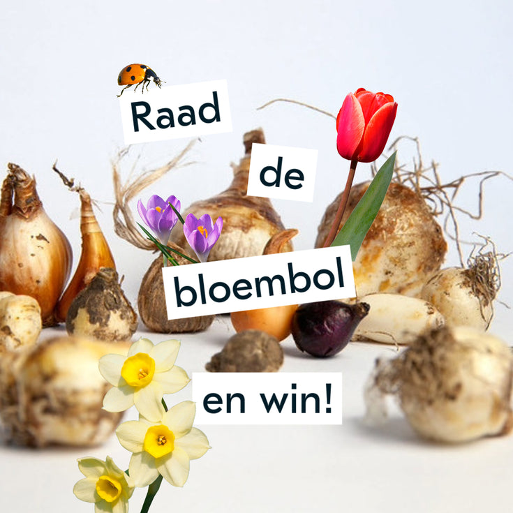De Grote Bloembollen Quiz: de antwoorden en de winnaar!