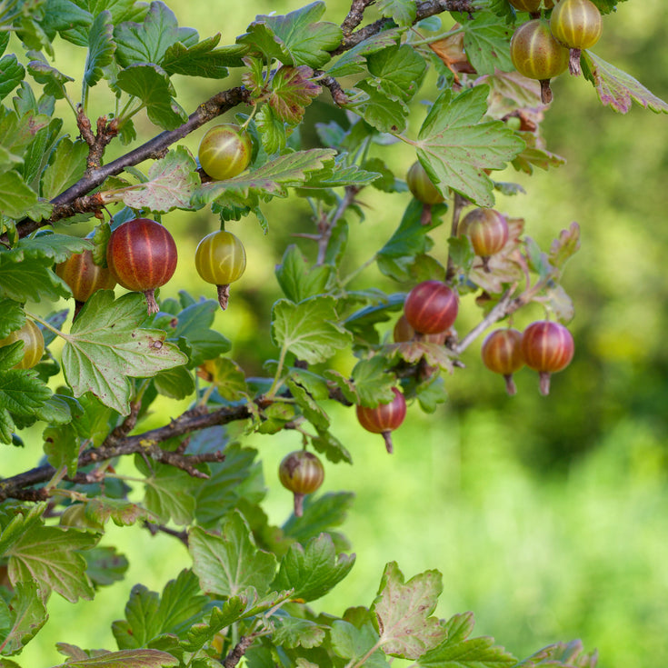 Verzorging Rode Kruisbes