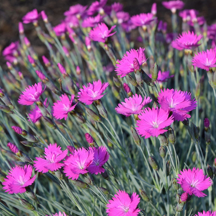 Verzorging Rotsanjer