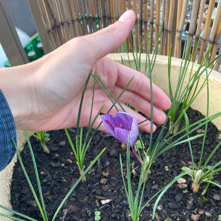 Saffraankrokus: zo plant en oogst je saffraan uit eigen tuin!