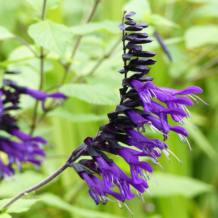 Verzorging Salvia