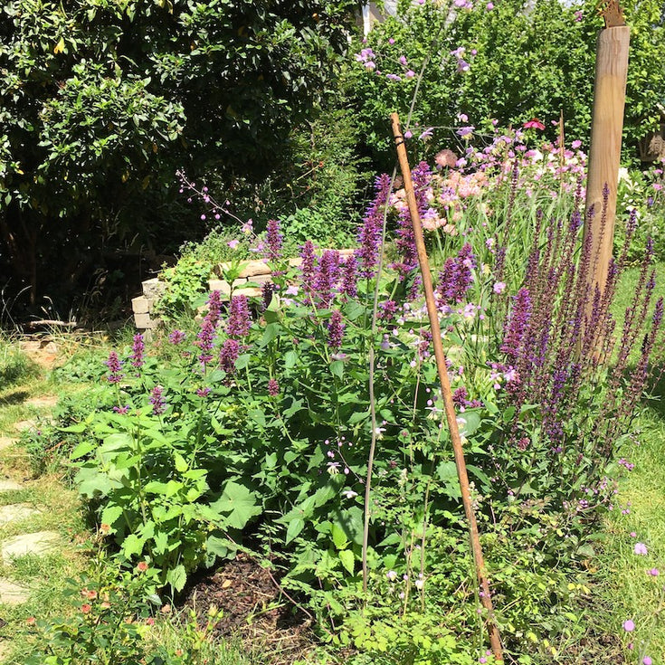 Help je ons? Foto's gezocht van jouw plant of bol!