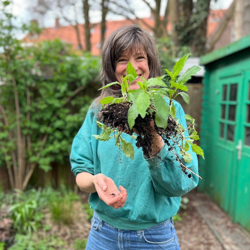 Vermeerder je tuinplanten, scheur!