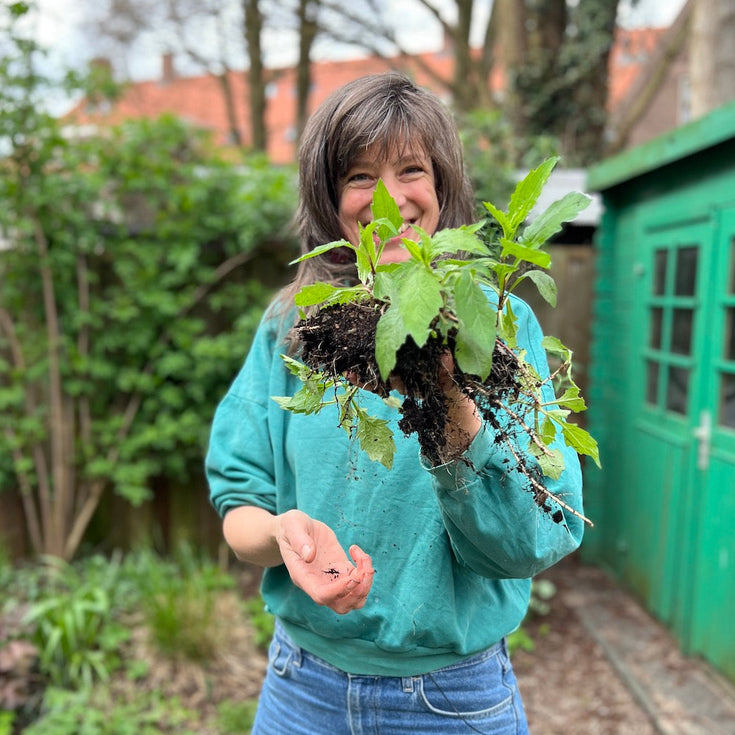 Vermeerder je tuinplanten, scheur!