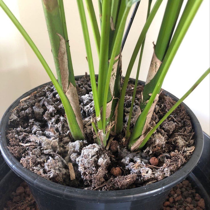 Schimmel op je potgrond: niks aan het handje!