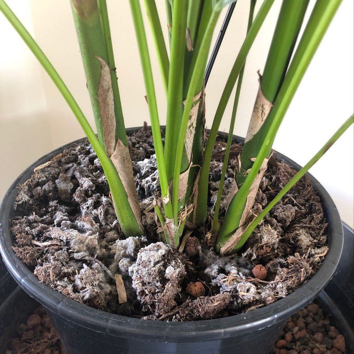 Schimmel op je potgrond: niks aan het handje!