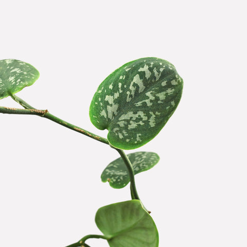 Verzorging Scindapsus Pictus