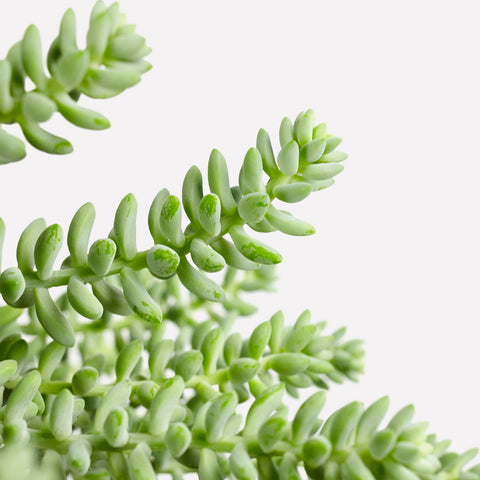 Verzorging Sedum Burrito