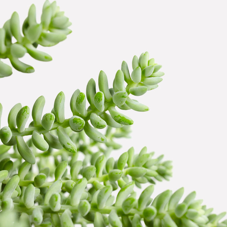 Verzorging Sedum Burrito