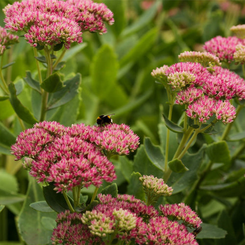 Verzorging sedum