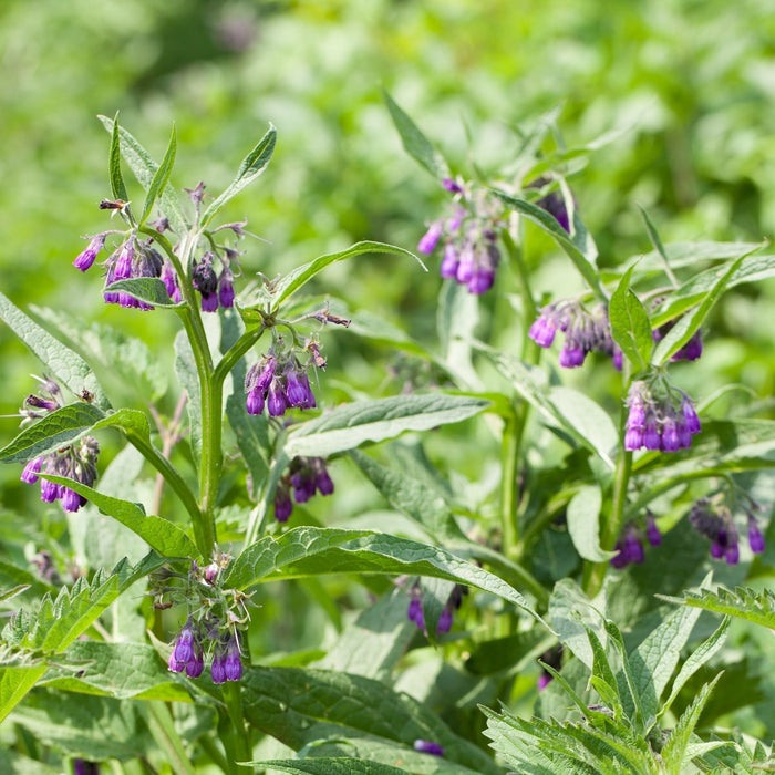 Verzorging Smeerwortel