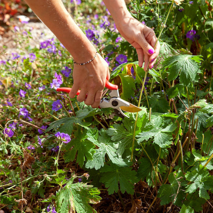Tuintips voor augustus