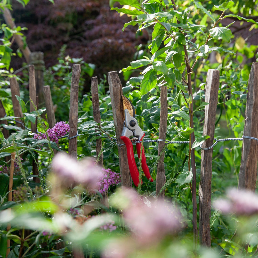 Heesters en Bomen: verzorging en snoeien