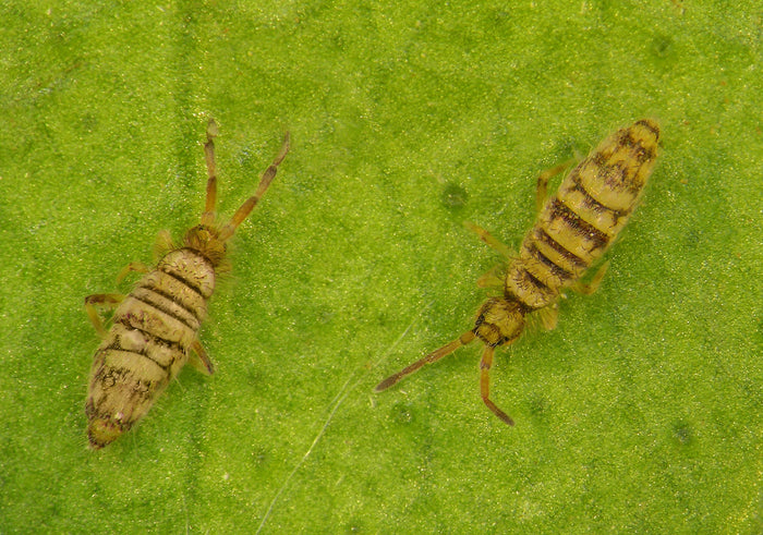 Springstaarten op mijn plant, wat nu?