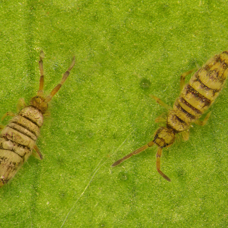 Springstaarten op mijn plant, wat nu? Dit doe je ertegen!