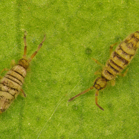 Springstaarten op mijn plant, wat nu?