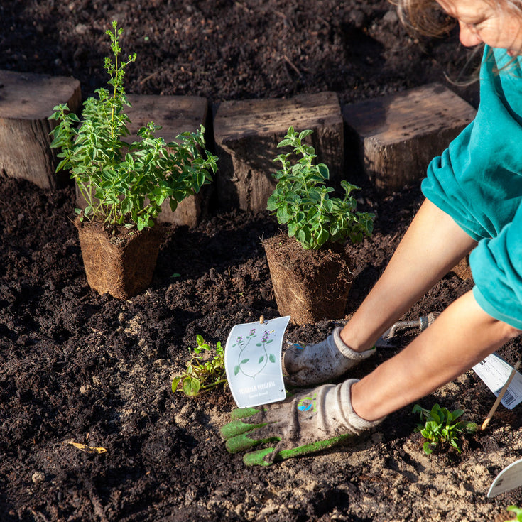 Zo bepaal je de juiste standplaats voor je tuinplant!