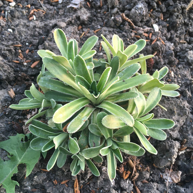 Verzorging van Steenbreek Monarch